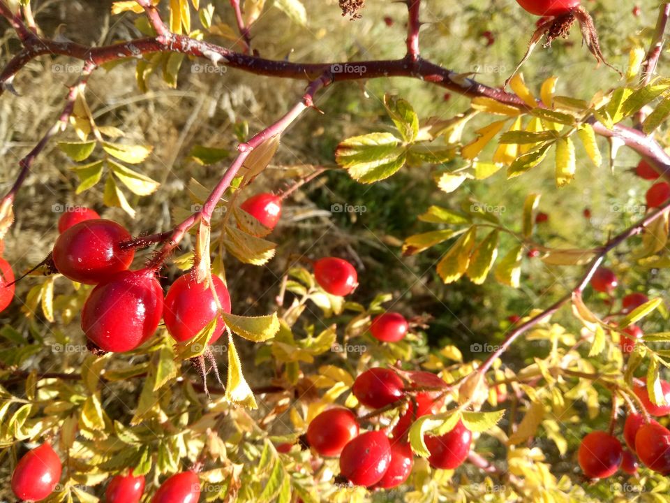 wild berries