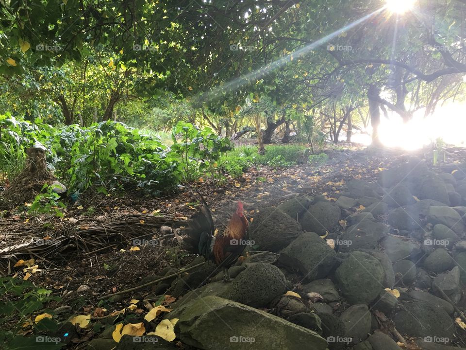 Sun ray and the rooster