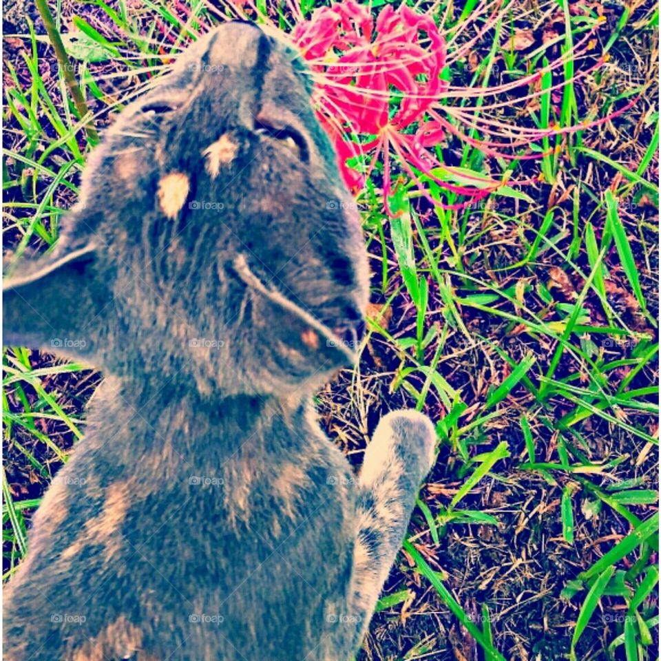 flower kitty