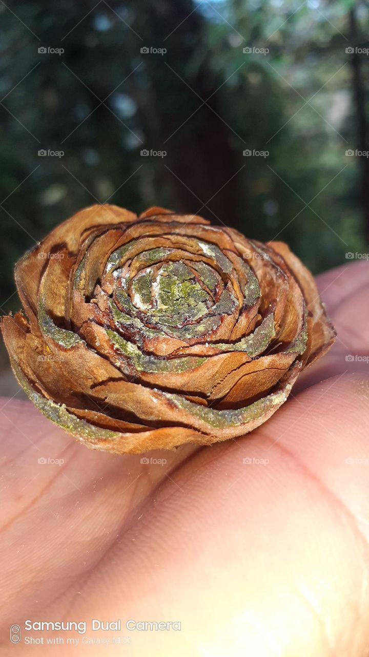 Rose shape pine cone