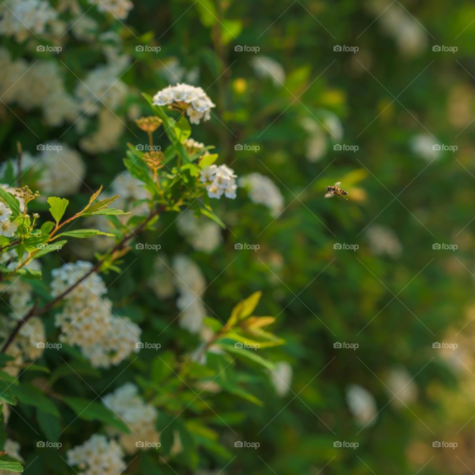 A tiny honeybee flying to the flowers to collect sweet nectar.