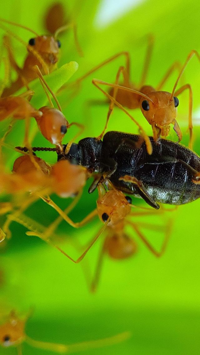 Ants with a black insect looking