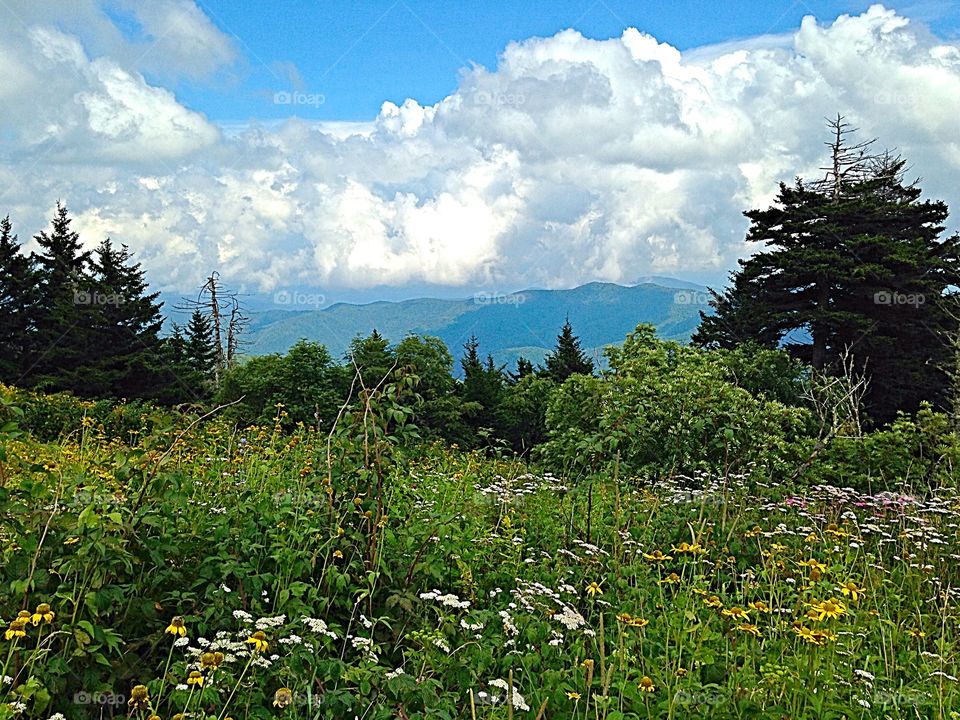 North Carolina mountain meadow