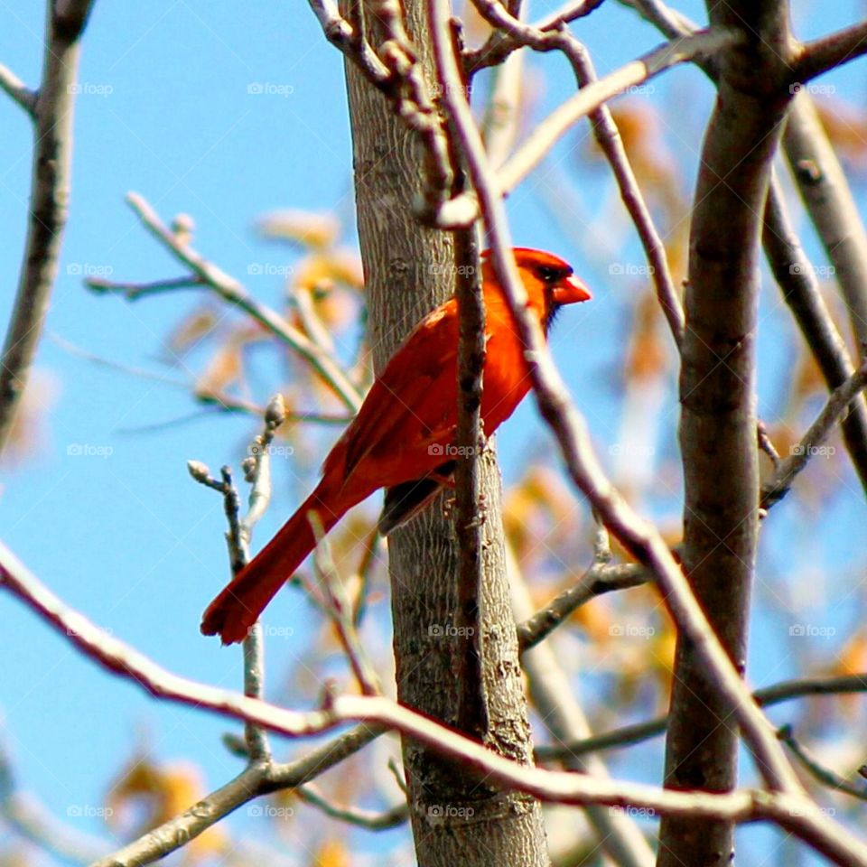 Hanging in the tree 