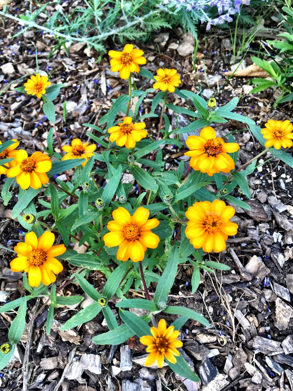 Yellow small flowers 