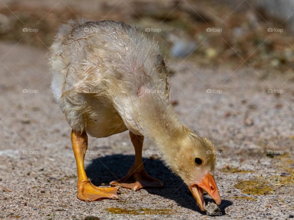 A baby goose chick picks up a small rock with its beak