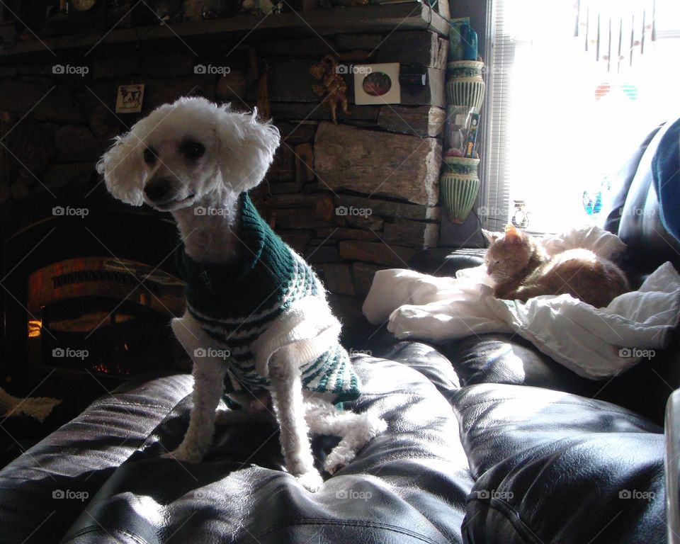 This is our poodle and cat on our couch with just window light. Kitty is laying down & poodle is sitting upright close to camera.