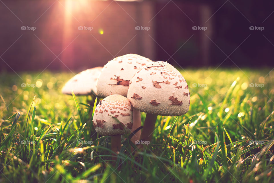Mushroo