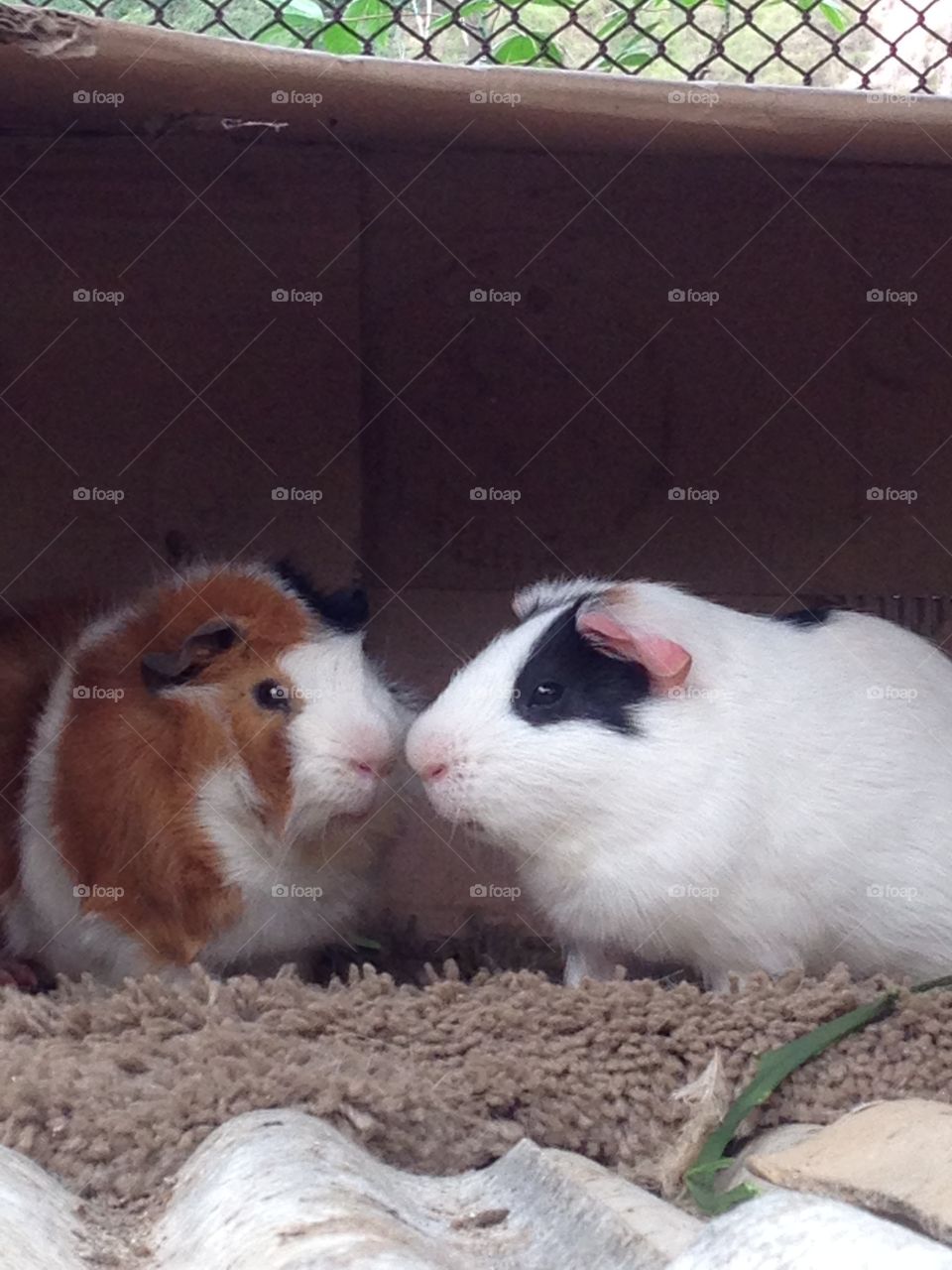 Two guinea pigs under cardboard box