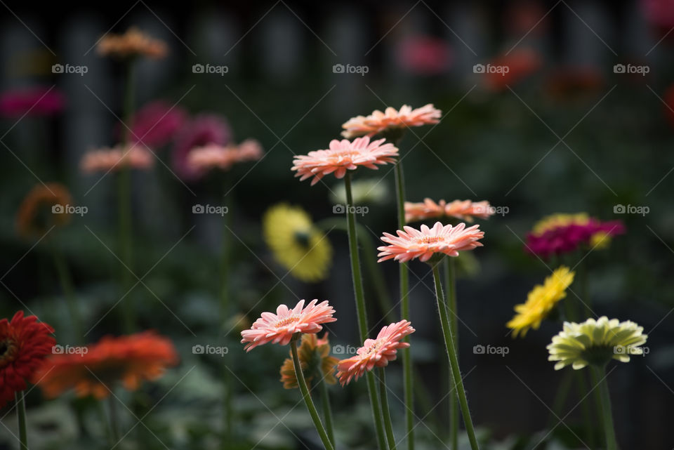 Close-up of flowers