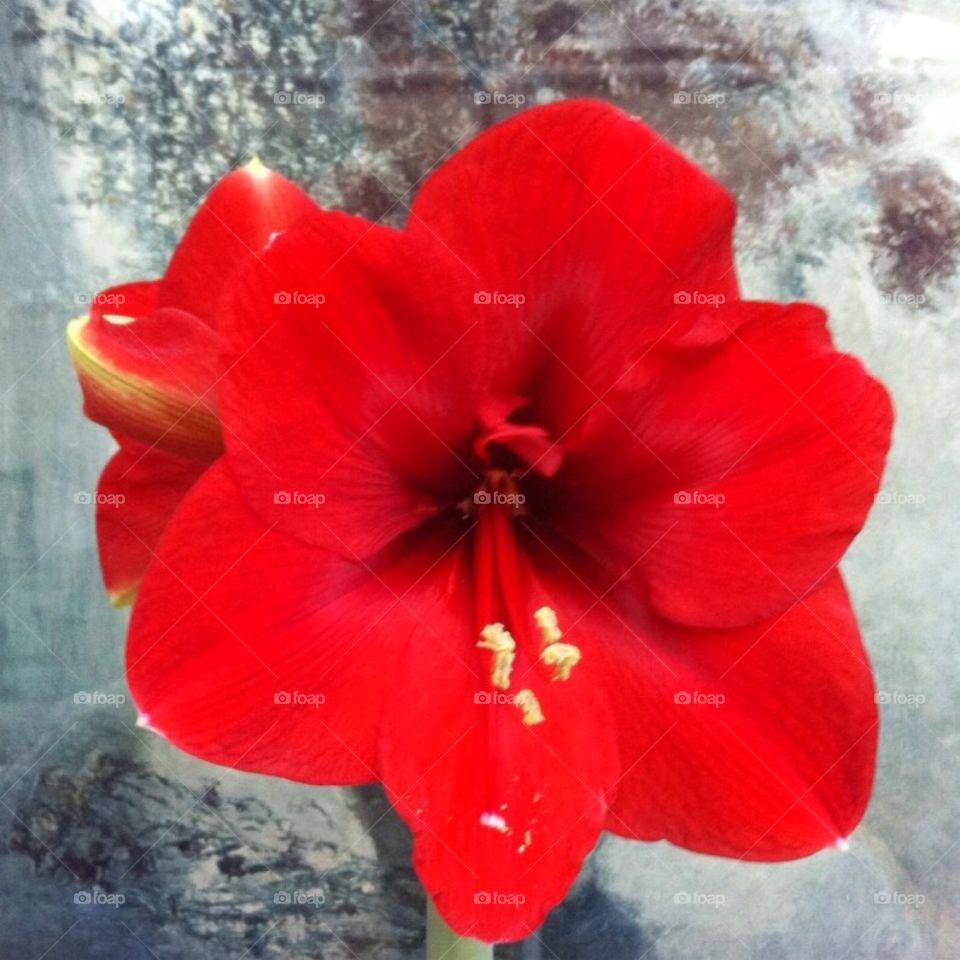 Red Flower . red amaryllis flower 