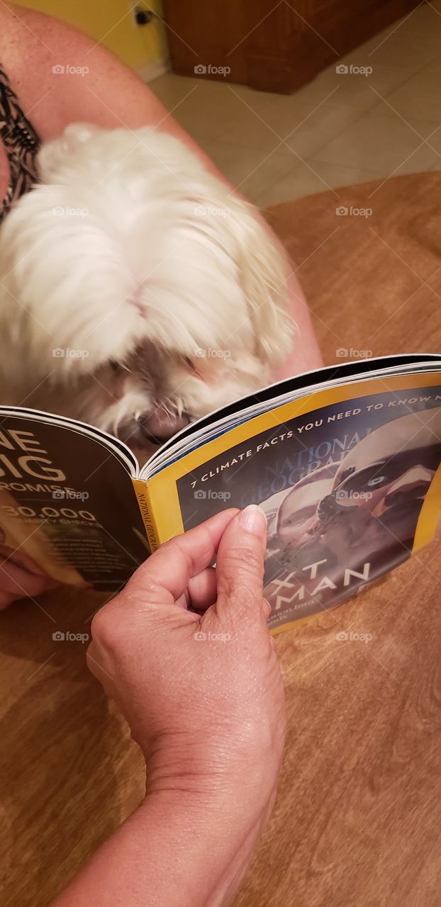 Maltese reading national geographic