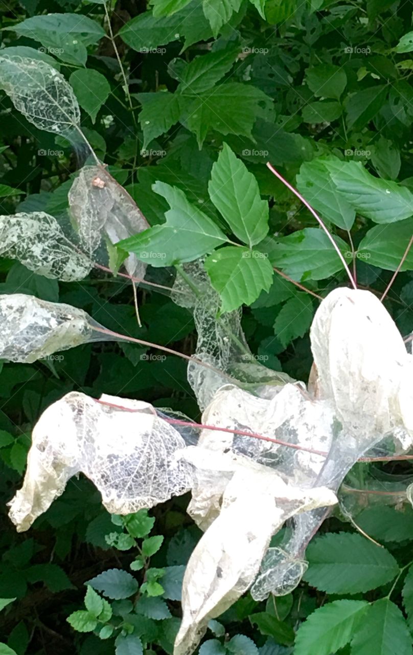 Tiny homes for insects