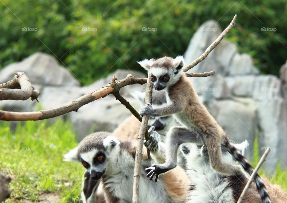 Lemurs