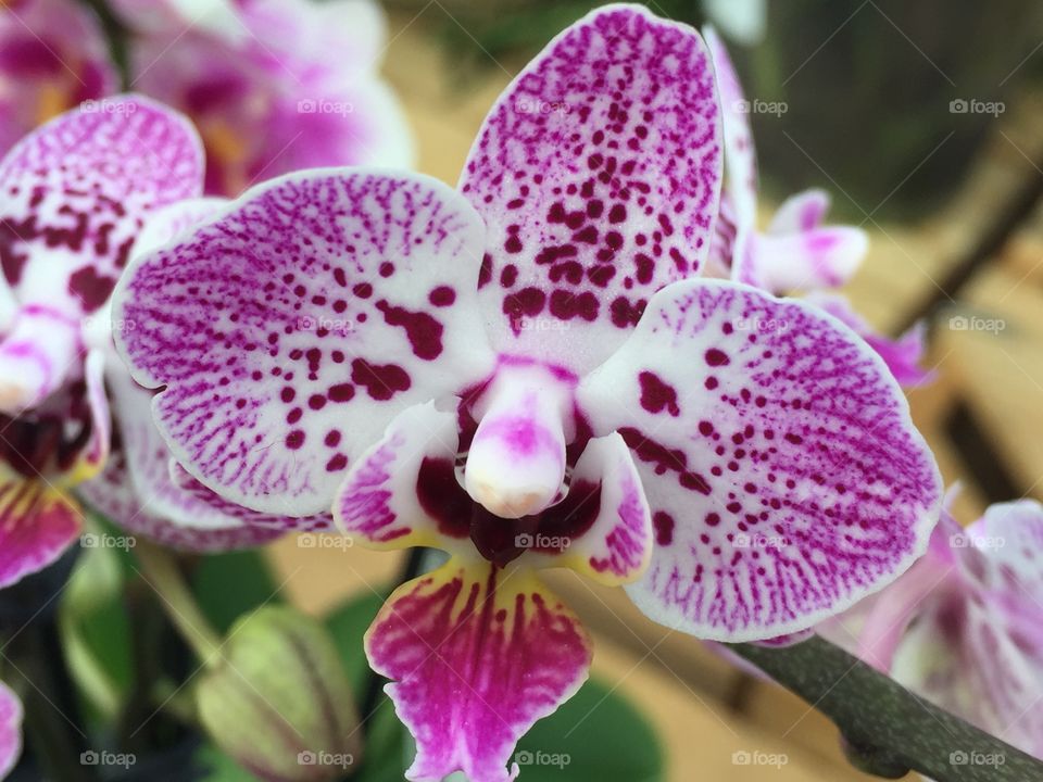 Young orchid