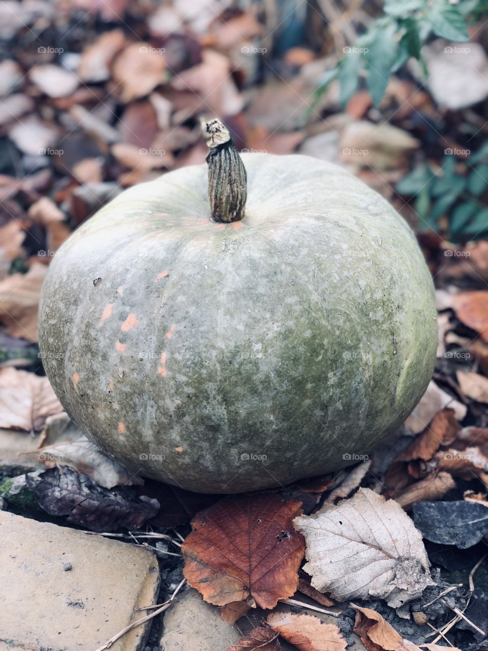 Pumpkin