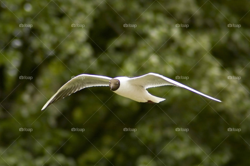 Black-headed Gull