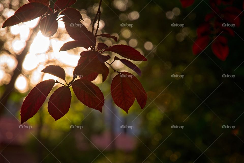 Close-up tree branch