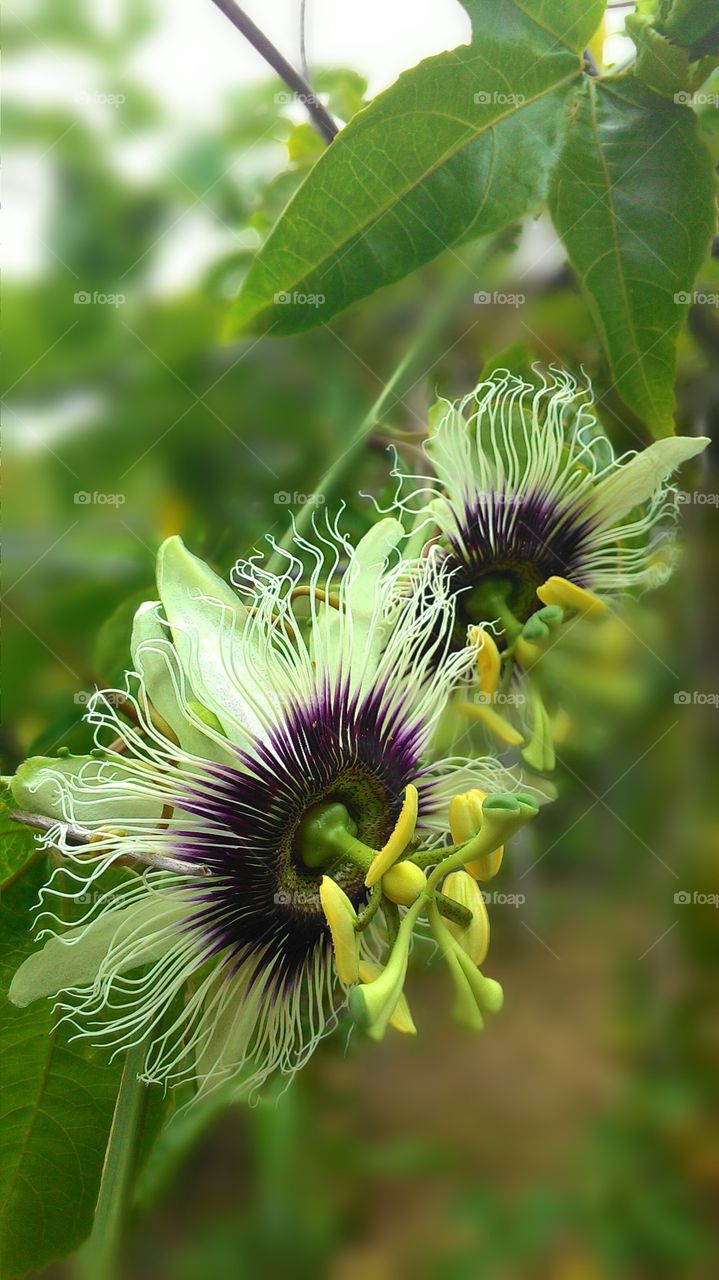 flower of passion fruit