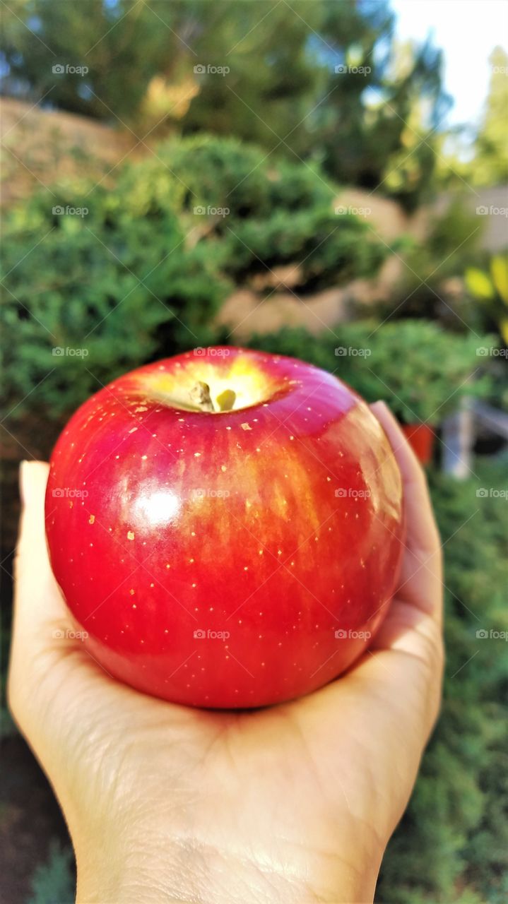 Red apple