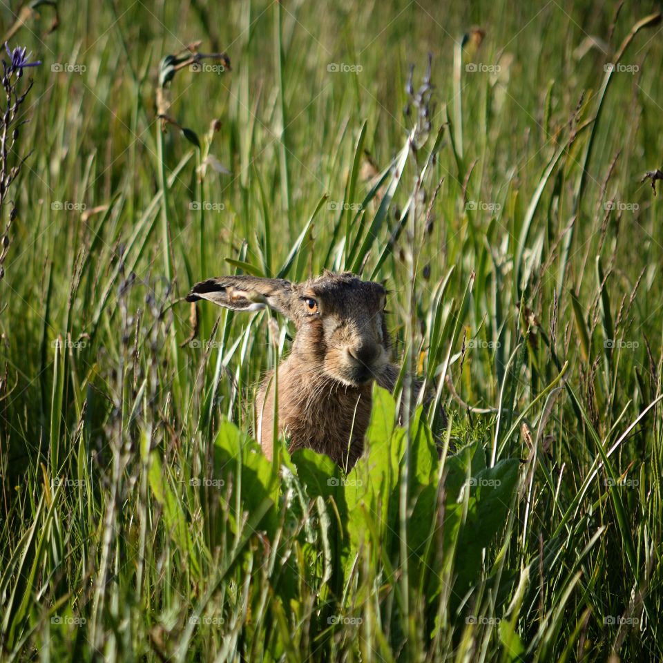 Wild hare. Wild hare 