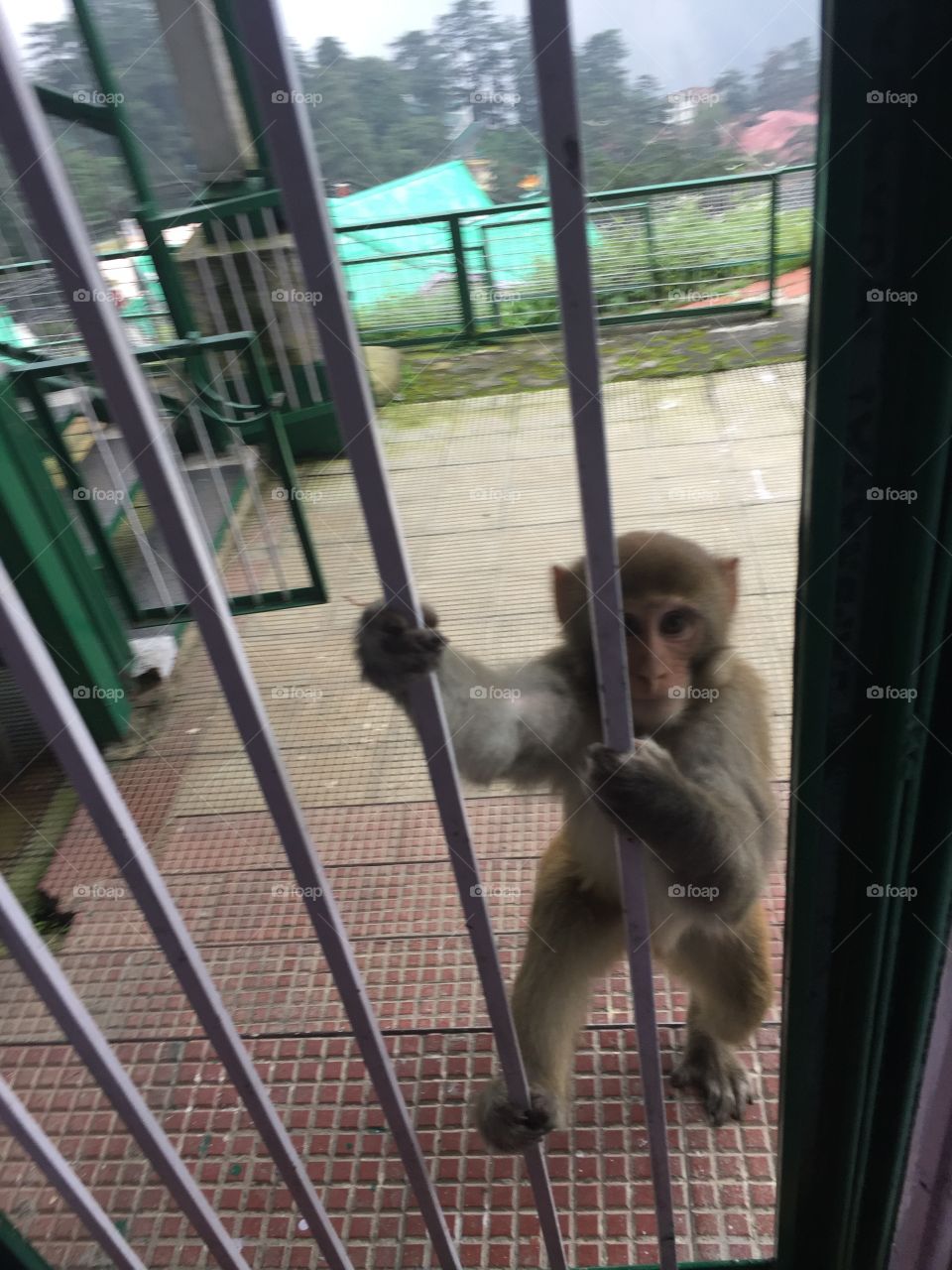 Monkey at the gate