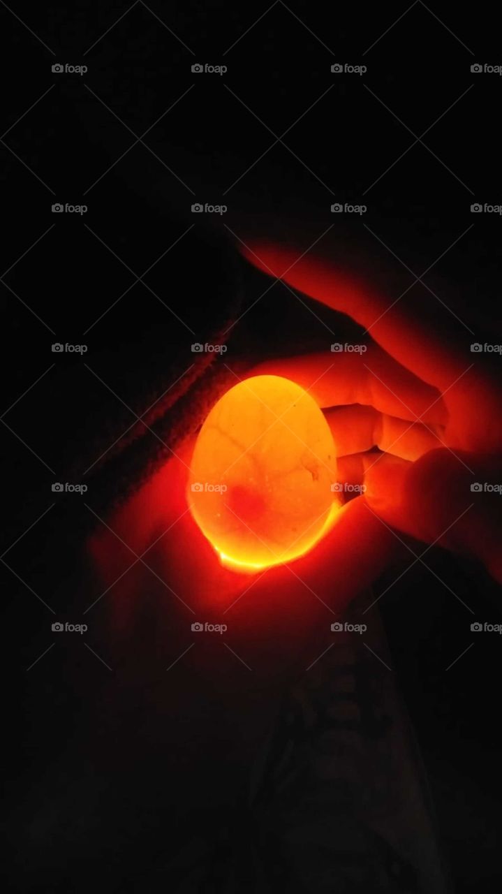 Candling an egg that has been in an incubator for five days