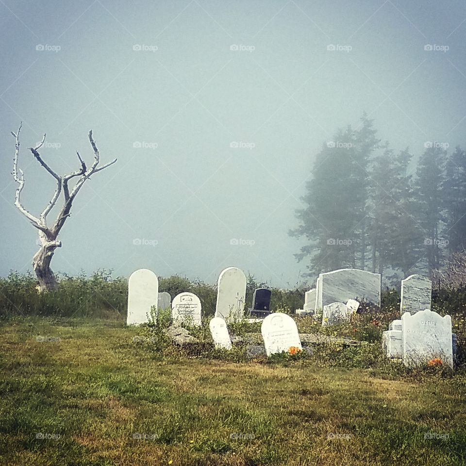 cemetery in fog