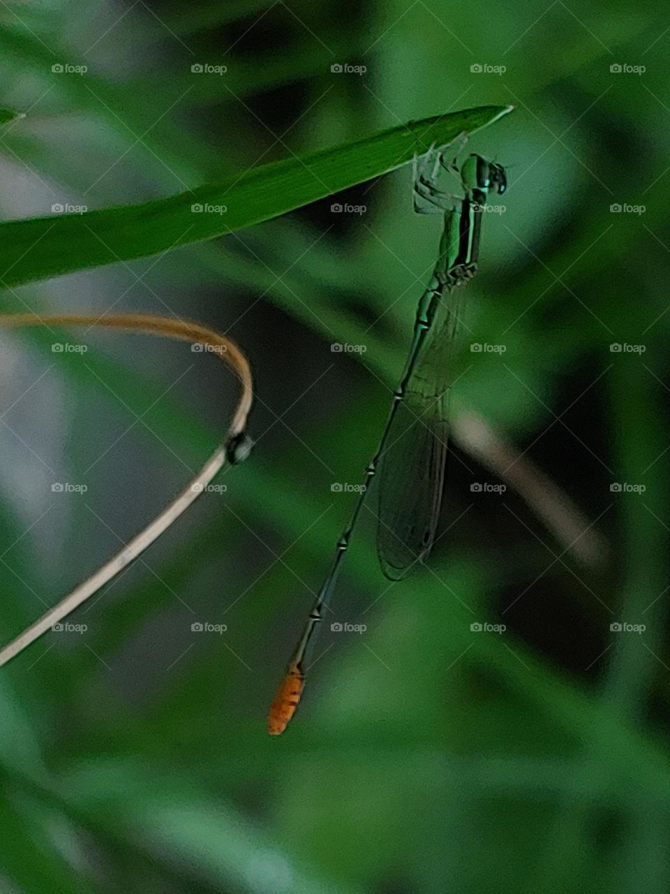 dragonfly captured