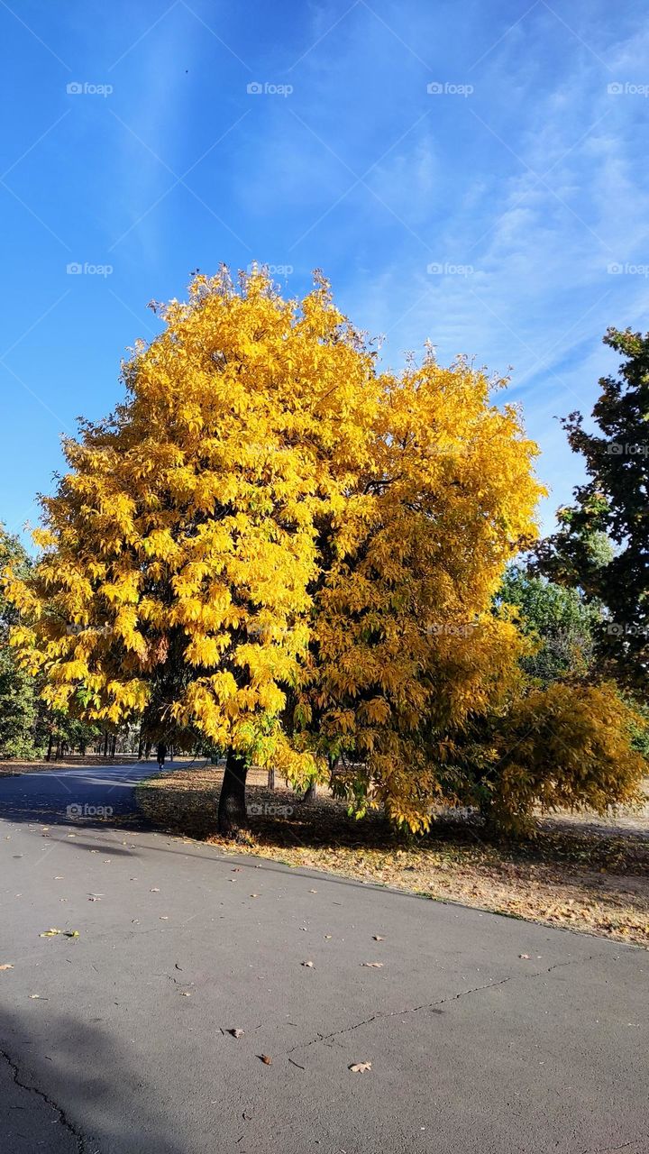 golden tree