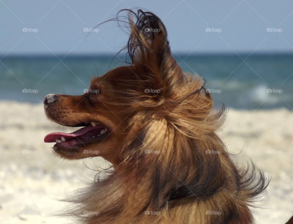 small brown dog on the beach