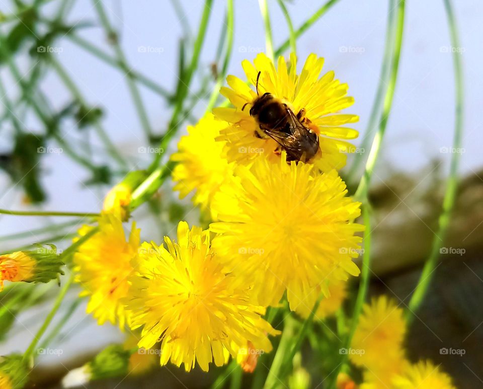 Abeja en flor compuesta amarilla
