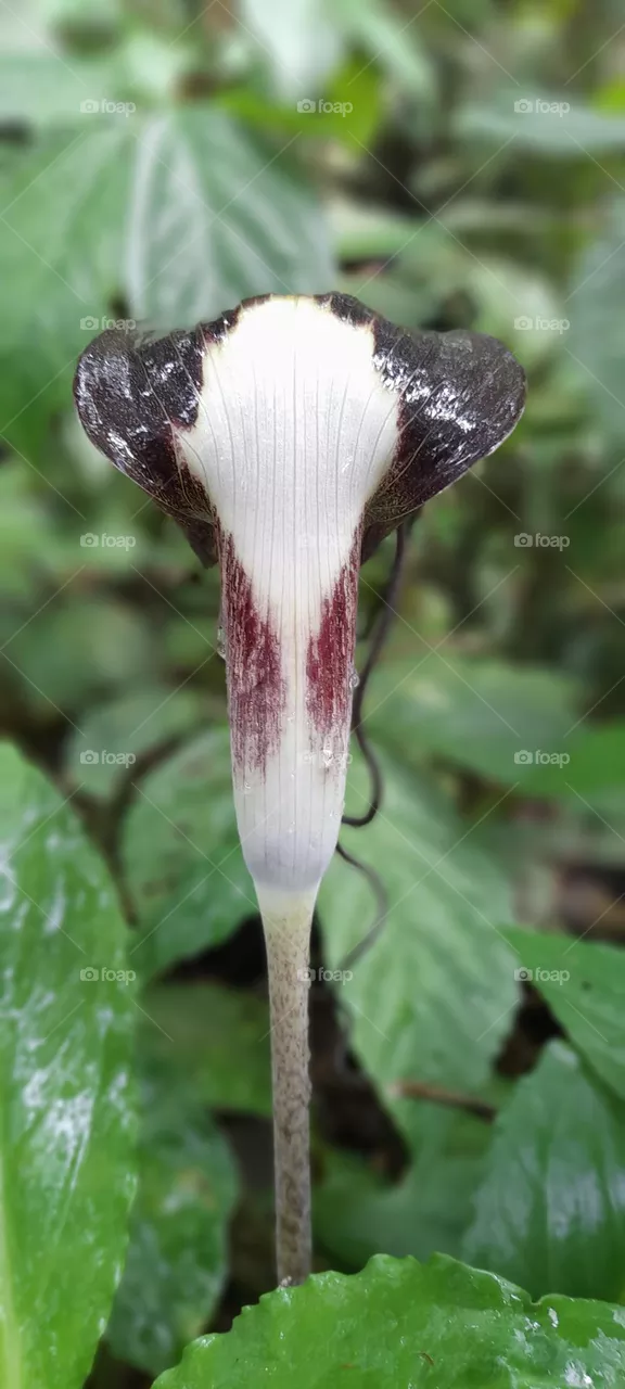 plant enemy