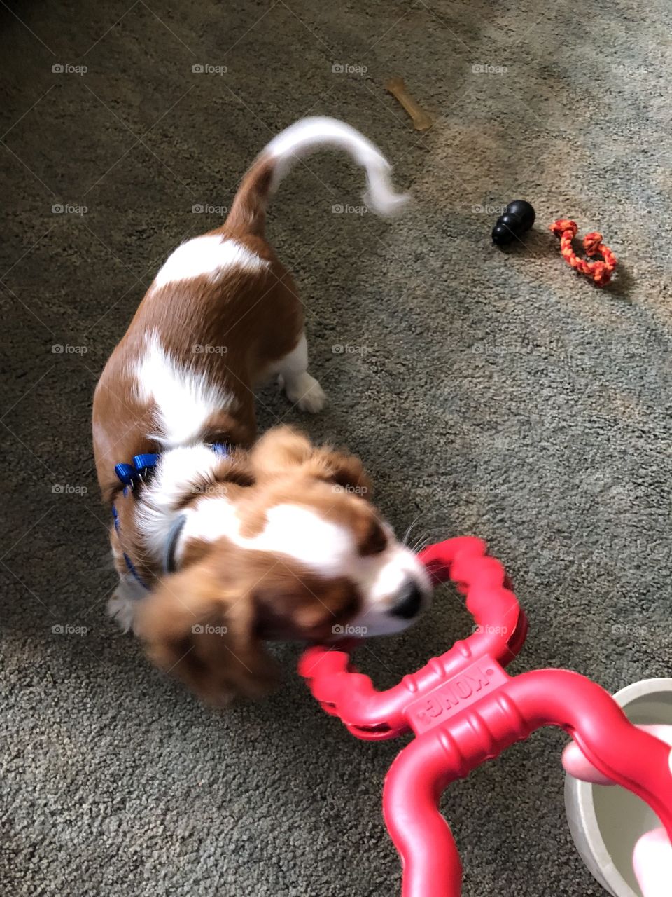 Lucy playing with her new toy!