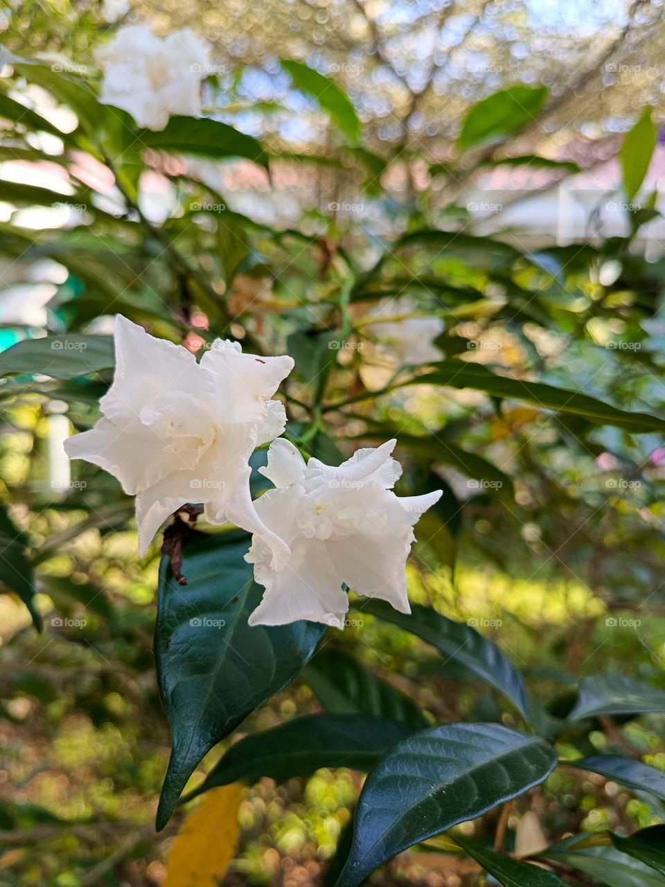 "Pure elegance, kissed by sunlight and serenity."