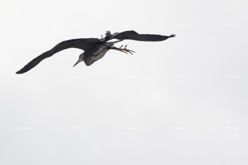 Large bird flying in the sky - grey heron  - grå häger flyger