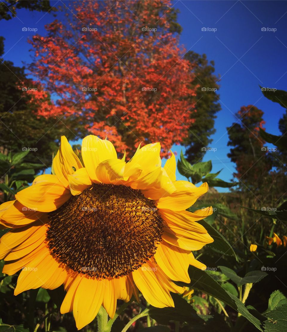 Flower and leafs