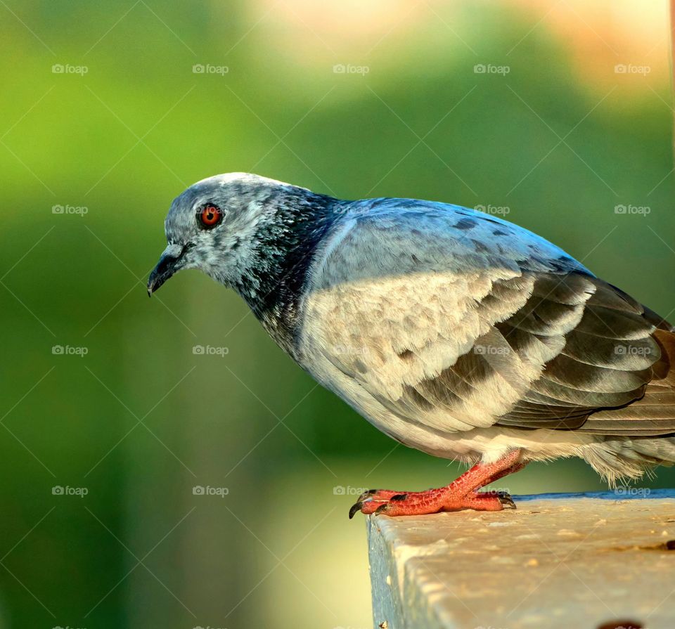 Bird photography - Dove- colorful feather