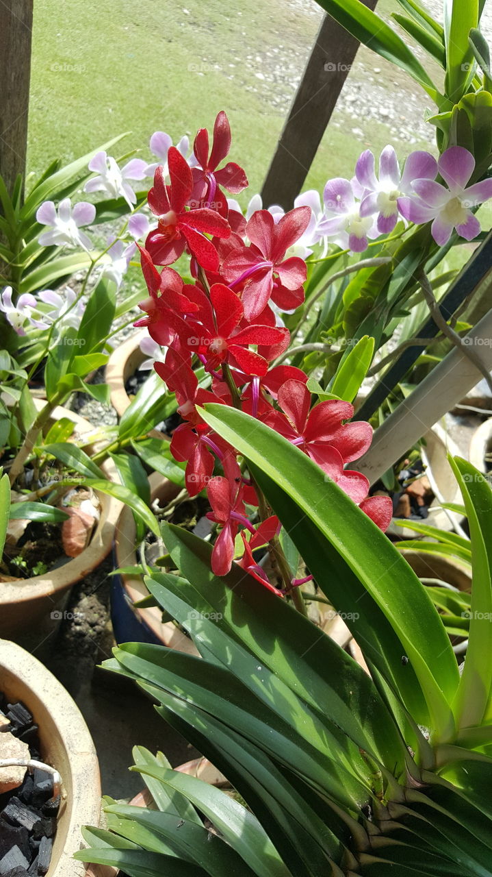 Red orchid