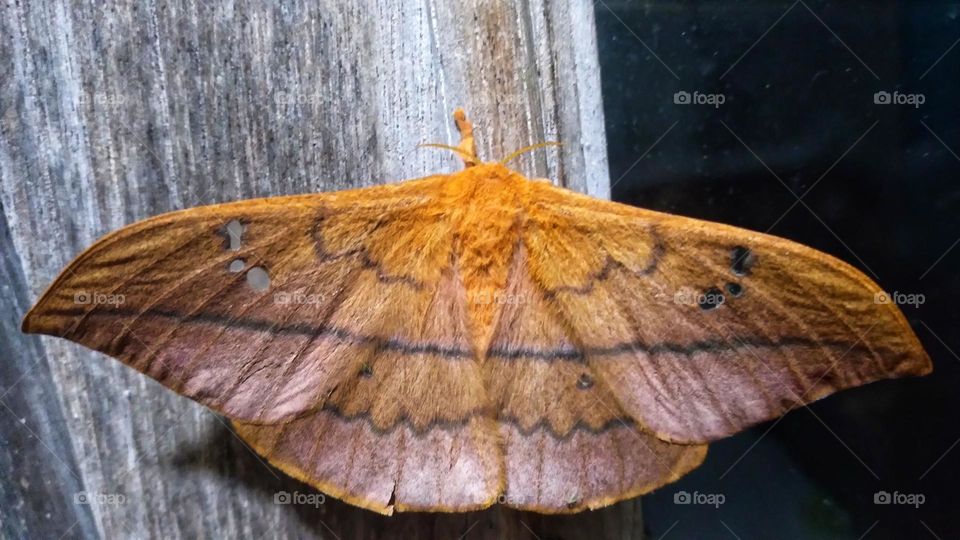 This butterfly is beautiful even at night.
