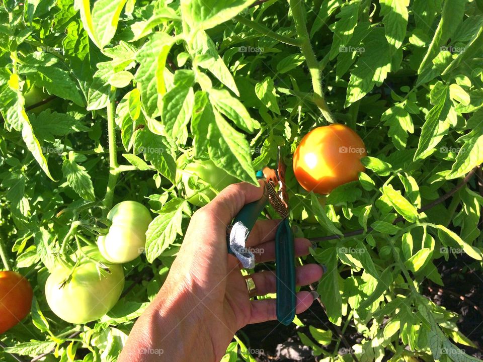 Tomatoes are almost ready, starting to turn red. Cutting a few leaves off to help the sunshine through. 
