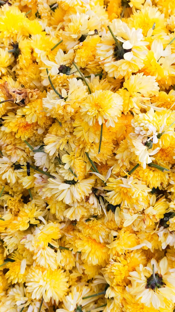Heap of elegant Chrysanthemum cut flowers looking awesome.