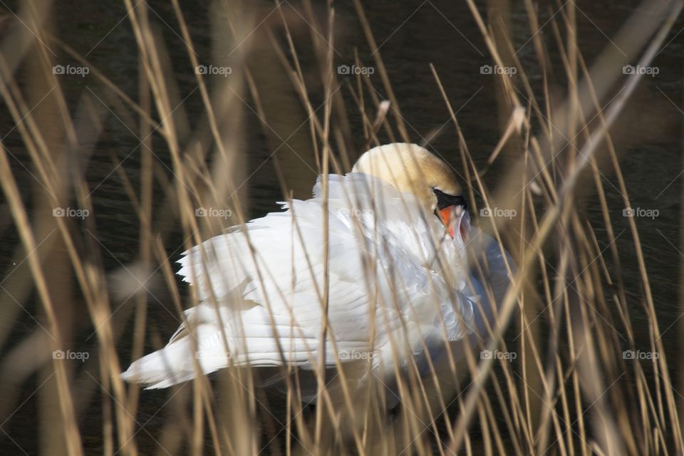 close up of a white swan