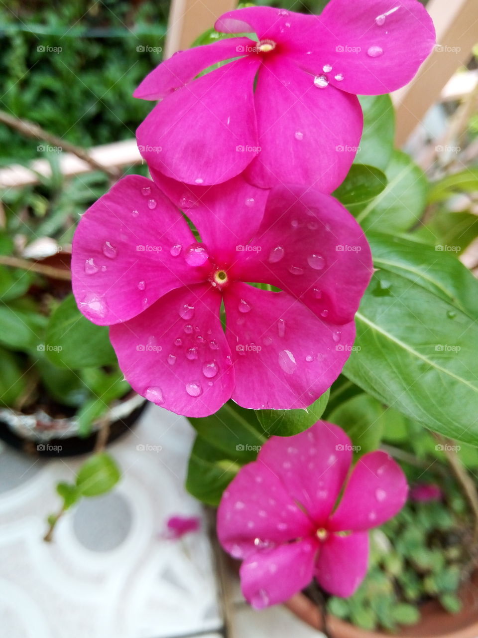 Nature, Flower, Flora, Garden, Summer