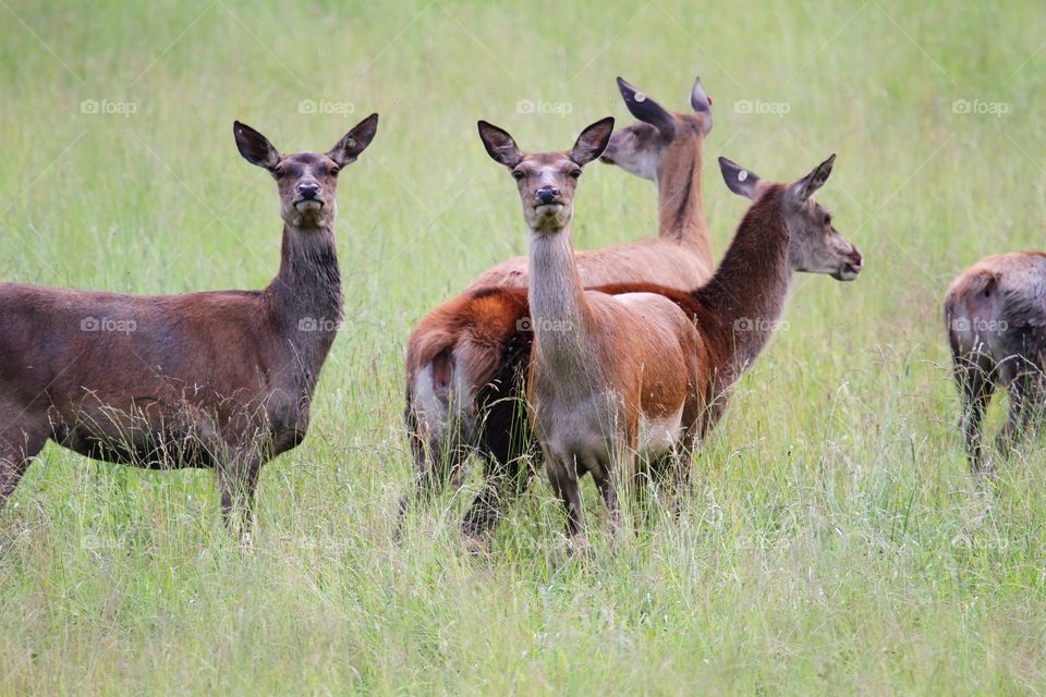 Wild deer on pasture