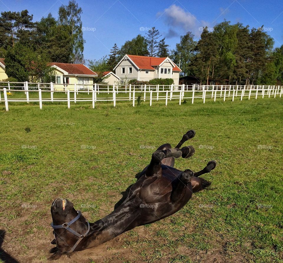 Horse on grass