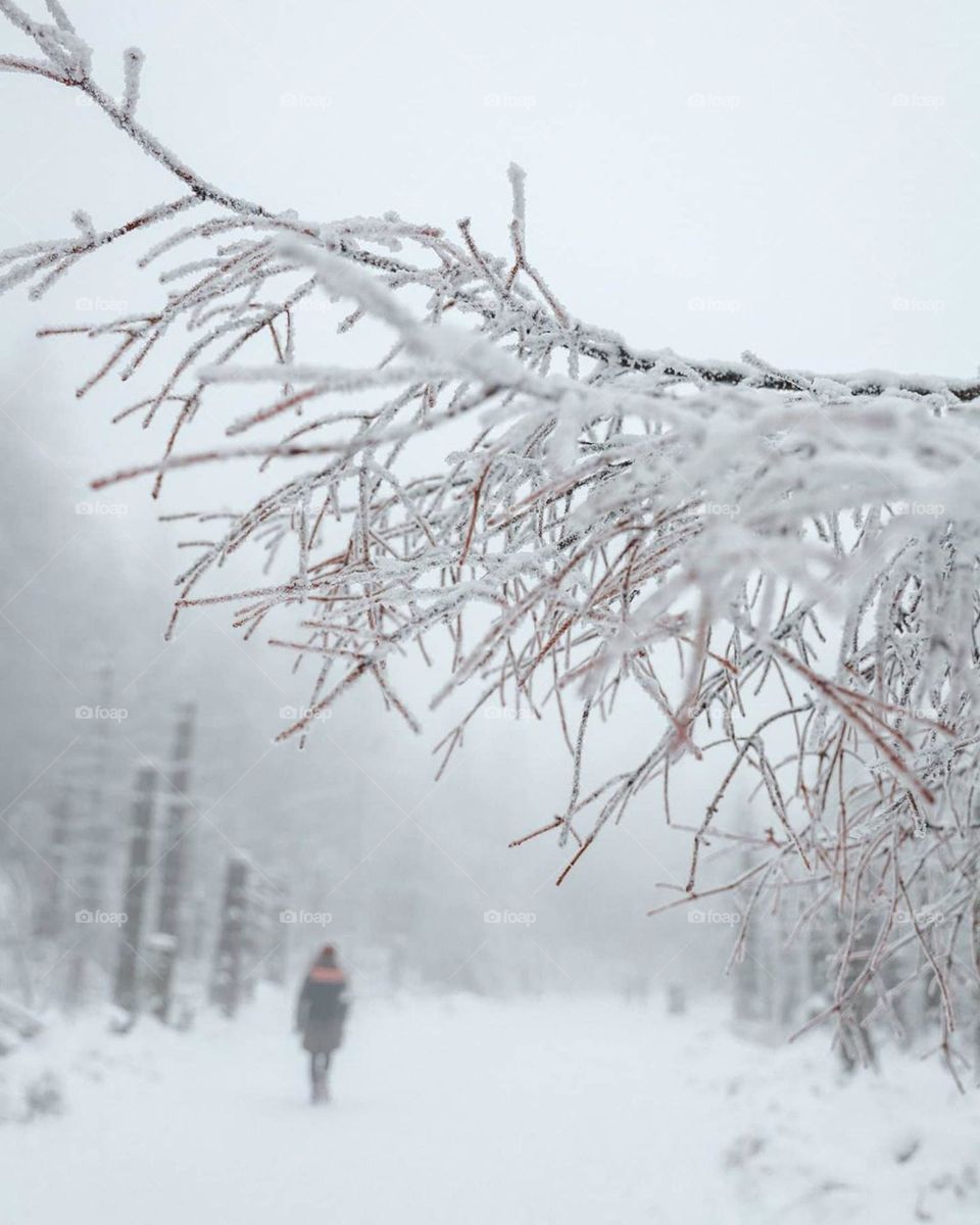 dash of magic, great frosty landscape, winter season