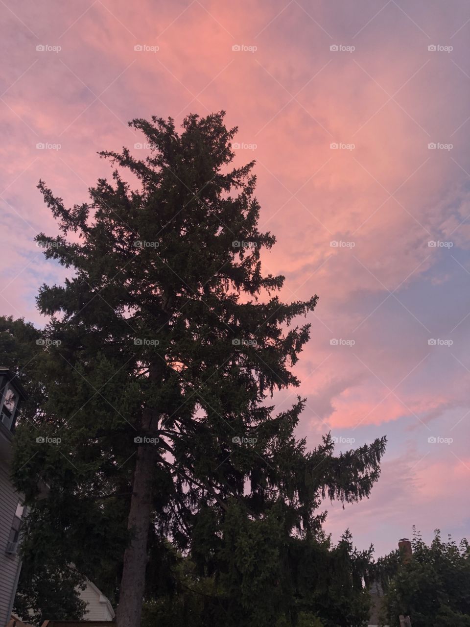 Pine trees with sunset 