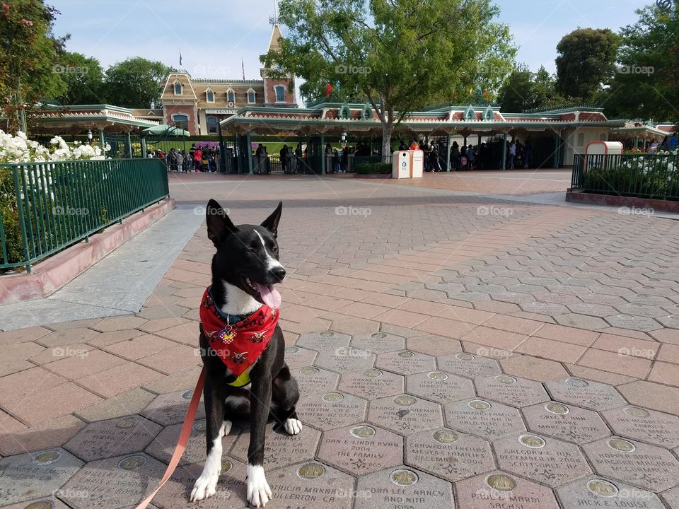 Aerys Pup at Disneyland