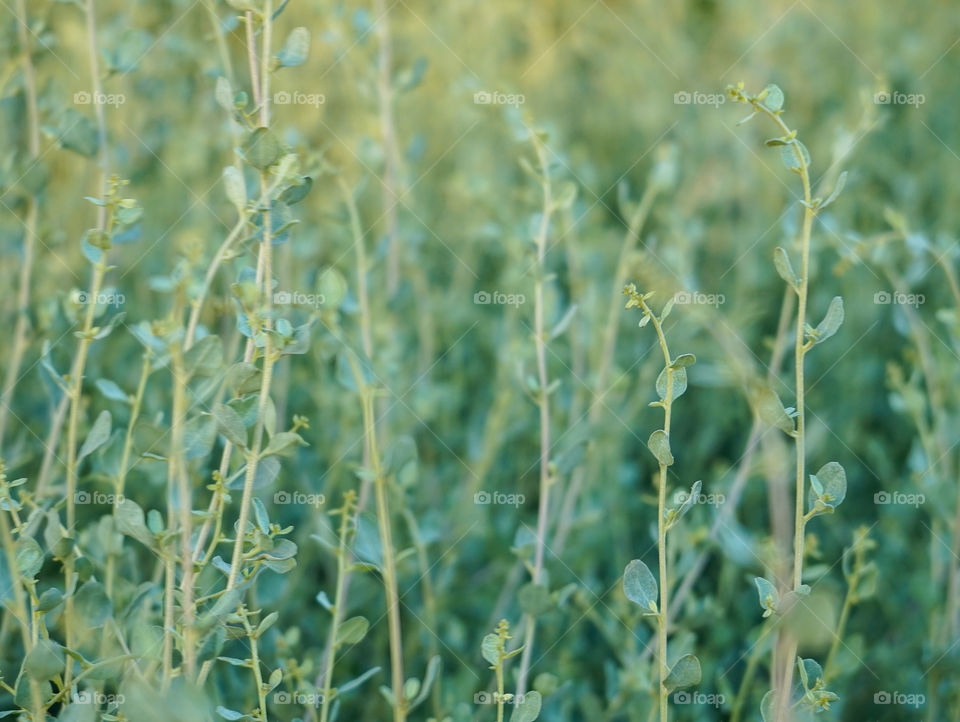 Portraits of plants 